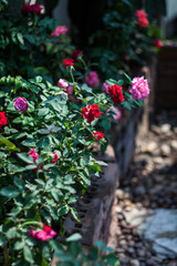 flowers on  bokeh background