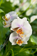 Fototapeta na wymiar Orchid plant detail