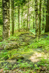 green water land