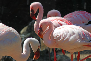 Flamingo in a zoo