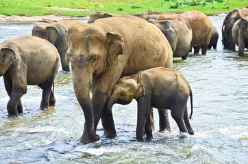 Fototapeta premium Pinnawala Elephant Orphanage