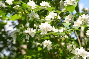 Duftende Jasminblüten am Strauch vor Himmelblau
