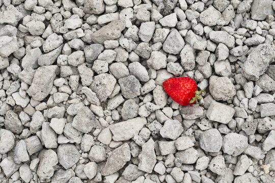 Hauptsache auffallen - Eine Erdbeere auf hellgrauen Steinen