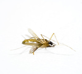 Dead mosquito