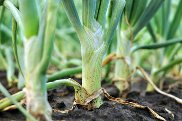 close-up of onion plantation