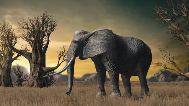 elephant in savanna