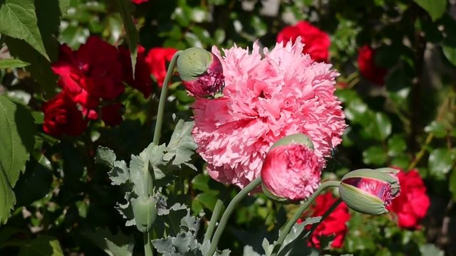 Mohnblumen im Wind
