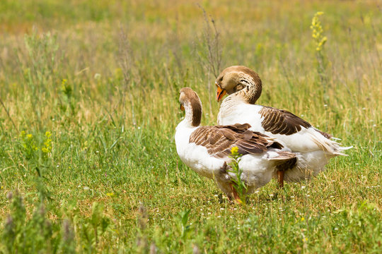 two geese on a meadow
