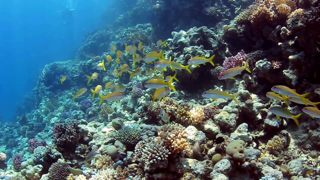 Shoal of yellowfin goatfish, swimming on coral reef.