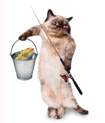 fisher cat