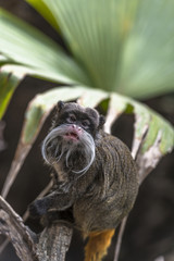 Emperor Tamarin (Saguinus imperator)
