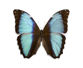 tropical butterfly on a white background