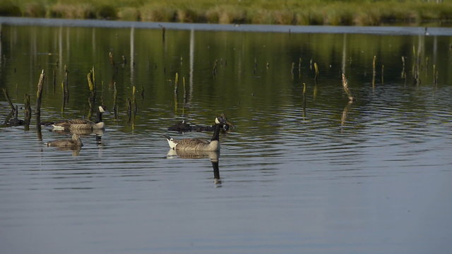Kanadagans Branta canadensis