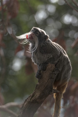 Emperor Tamarin (Saguinus imperator)