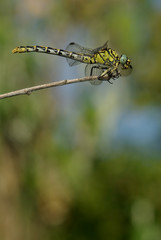 Libellule,Onycogomphus forcipatus