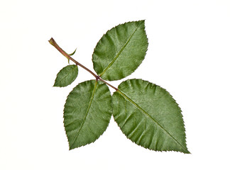 rose leaf