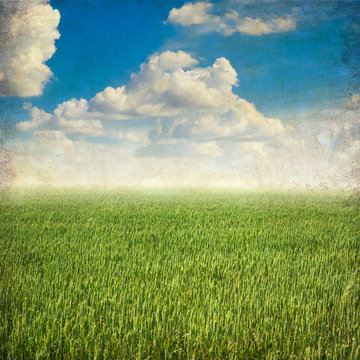 wheat field with white clouds in grunge style