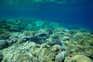 Fototapeta premium fishes