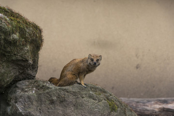 Yellow mongoose