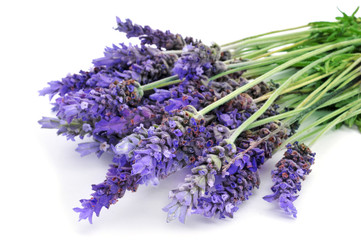 lavender flowers