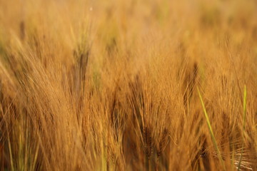 Ears of wheat