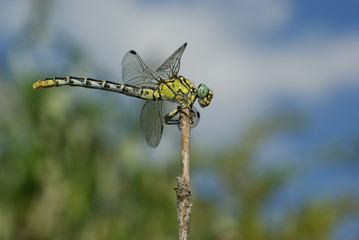 Libellule,Onycogomphus forcipatus
