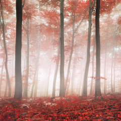 Red fantasy forest © robsonphoto