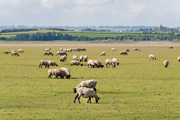 Sheep in Normandy