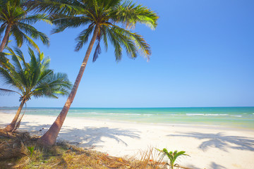 Plakat tropical beach with coconut palm
