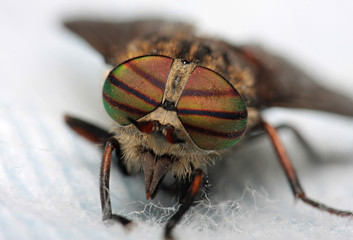 Eyes of an insect. Portrait Gadfly. Hybomitra horse fly head
