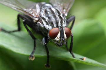 Eyes of an insect. Portrait Gadfly. Hybomitra horse fly head