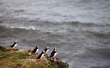 Puffins on Icelandic Cliff