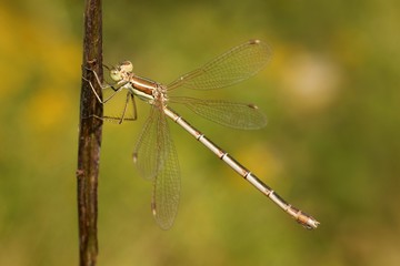 Dragonfly, Southern Emerald Damselfly (Lestes barbarus)