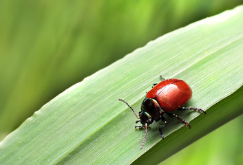 bugs crawling on the grass shoots