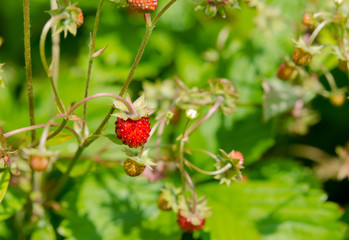 Wild strawberry