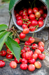 Sweet cherry fruits outdoor