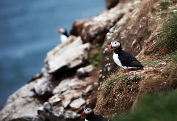 Puffins on Icelandic Cliff