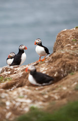 Puffins on Icelandic Cliff