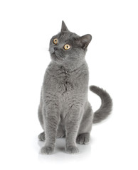 Fototapeta premium Sitting grey cat