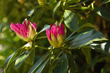 Knospen des Rhododendron 2