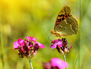 Butterfly on a wildflower
