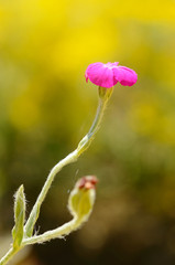 Closeup photo of a purple wildflower