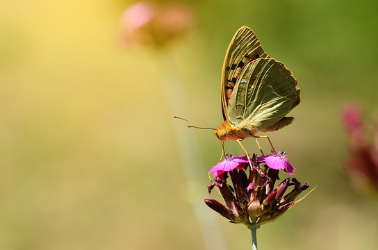 Butterfly on a wildflower