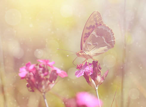 Dreamy photo of a butterfly on flower