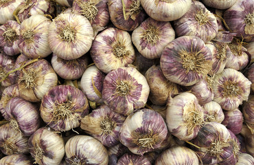 Garlic