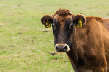 101 Brown Cow