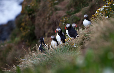 Puffins on Icelandic Cliff