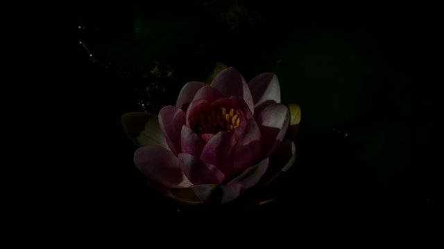 Erbl&uuml;hen und Schlie&szlig;en einer Seerose im Zeitraffer