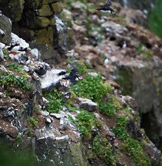 Puffin Flying Off Cliff