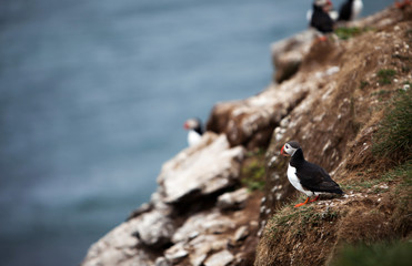 Puffins on Icelandic Cliff